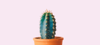 A simple cactus image